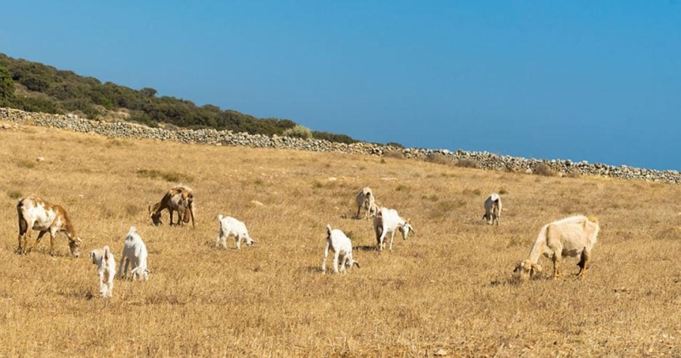 Οπεκε(μ)πέεε…